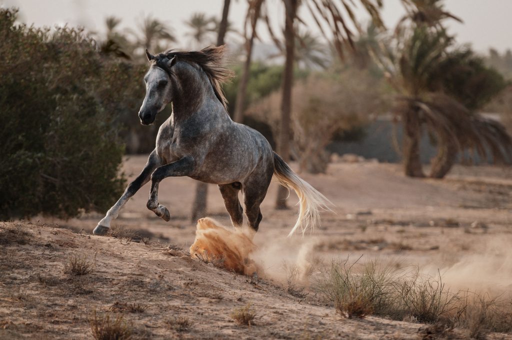 Pferd-Berber-Araber-Djerba-020
