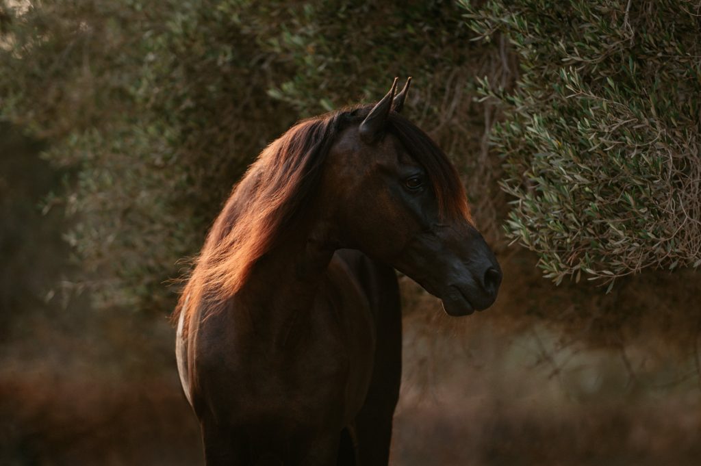 Pferd-Berber-Araber-Djerba-029
