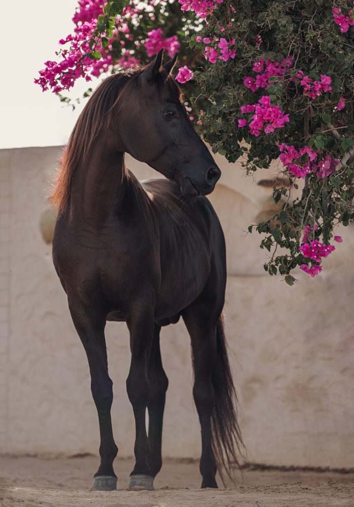 Pferd-Berber-Araber-Djerba-004