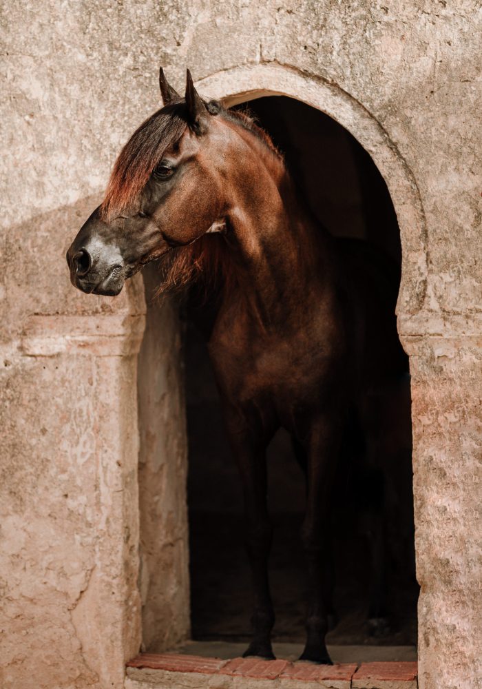 Pferd-Berber-Araber-Djerba-026