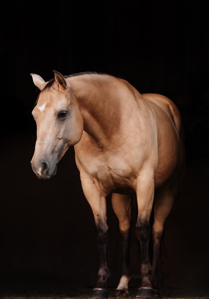 Pferd-Quarter-Horse-006