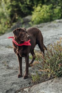 Tierportrait vom braunen Labradorhund Finn am Forstsee