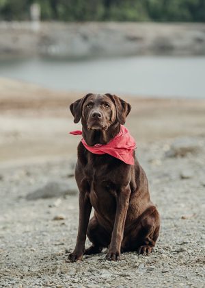 Tierfotografie-Hundeshooting-Labrador-Forstsee-2