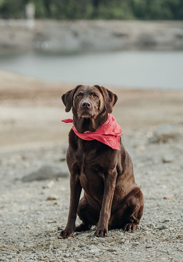 Tierportrait vom braunen Labradorhund Finn am Forstsee