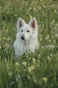 Tierfotografie-Hundeshooting-Schaeferhund-Rosental-4