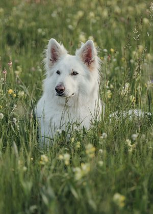 Tierfotografie-Hundeshooting-Schaeferhund-Rosental-4
