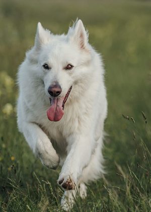 Tierportrait vom weißen Schäferhund Ares im hohen Gras laufend in Rosental