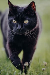 Tierfotografie-Katzenportrait-Hauskatze-Schiefling-5