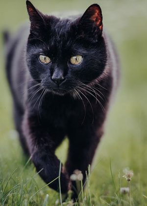 Tierfotografie-Katzenportrait-Hauskatze-Schiefling-5