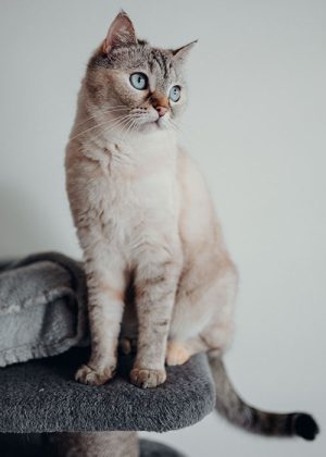 Tierportrait von sitzender Heilige Bima Katze zu Hause in Villach