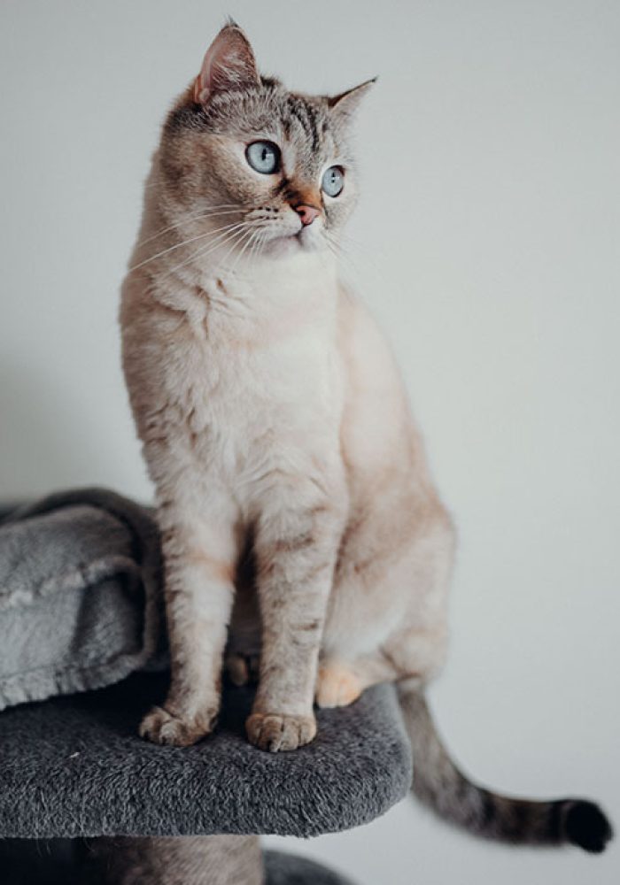Tierportrait von sitzender Heilige Bima Katze zu Hause in Villach