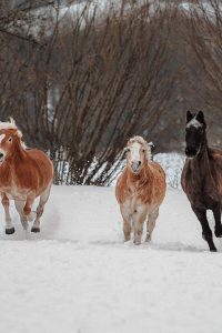 Tierfotografie-Pferdeshooting-Araber-Haflinger-Schiefling-4