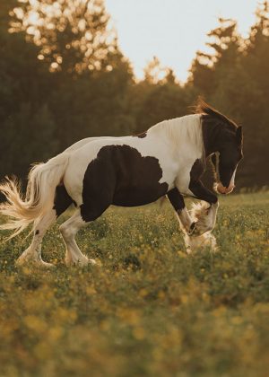 Tierfotografie-Pferdeshooting-Irish-Tinker-Velden-6