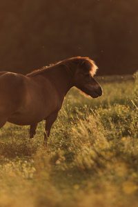 Tierfotografie-Pferdeshooting-Shetland-Pony-Velden-1